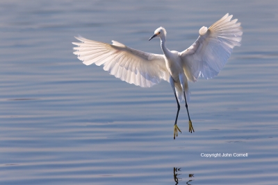 Egret;Egretta-thula;Flying-Bird;One;Photography;Snowy-Egret;action;active;aloft;